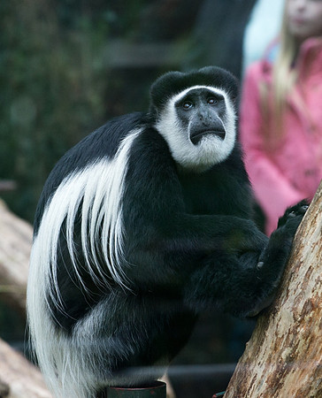London Zoo Wedding